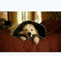 COMFY CONE COLLARE ELISABETTIANO INNOVATIVO S DIAMETRO 12,5 CM - Farmacia Puddu Baire S.r.l.